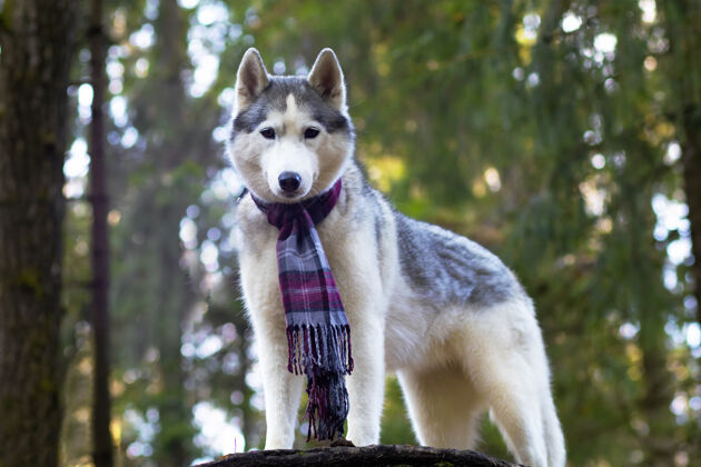 冬天像狼一样的哈士奇 披着围巾在森林中茁壮成长背景.加拿大 北方狗动物血统项圈