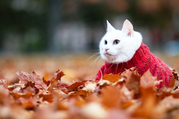 秋天有趣的白猫 多色的眼睛安哥拉繁殖坐姿在一个秋天公园的树叶里白天动物穿着毛衣在床上街上宠物在红枫和黄枫中玩耍花木爱
