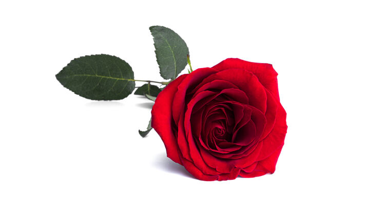情人节红玫瑰孤立在一个白色的表面美丽开花心