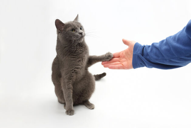 人灰猫把爪子放在人的手掌上宠物动物一个