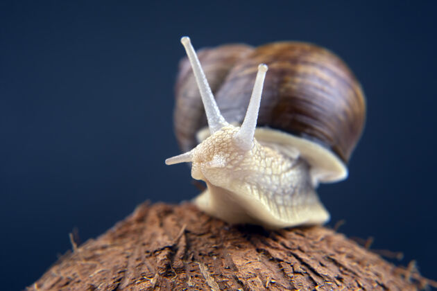 慢椰子上的葡萄蜗牛背景.软体动物还有无脊椎动物软体动物小特写