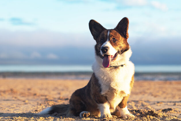 狗狗品种威尔士科吉开衫坐在海湾的海岸 在日落好看户外坐着