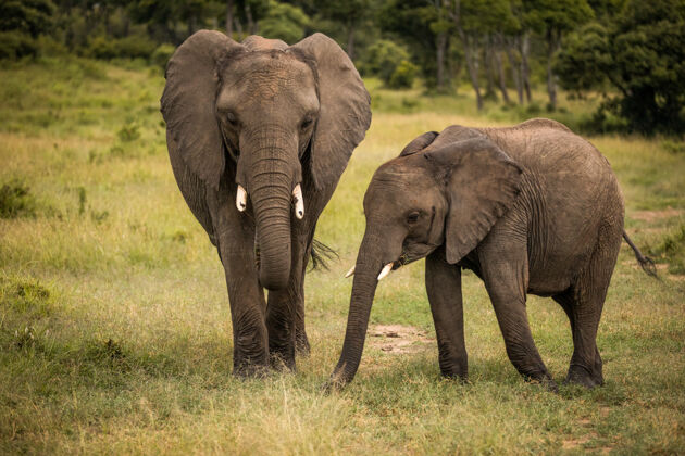 公园非洲的一群大象在塔兰吉尔国家公园的草地上行走图斯克荒野塞伦盖蒂