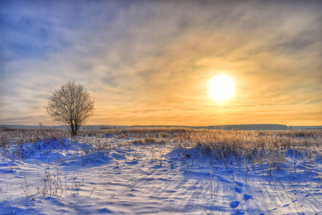 孤独孤独的树在冬天映衬着晴朗的蓝天晴朗冰冻空间