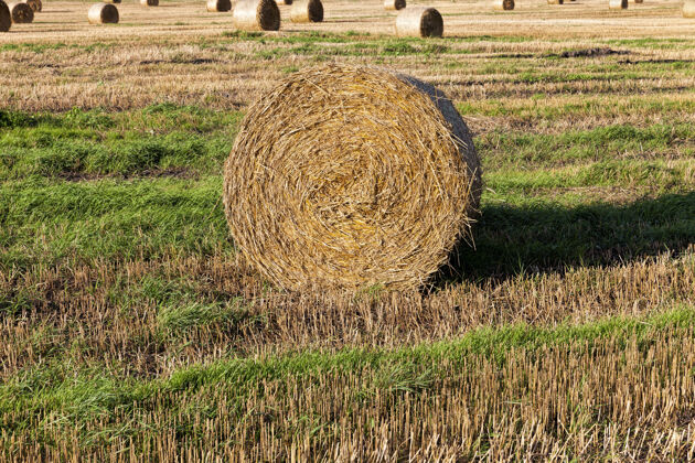 大麦种植谷物的农田面粉营养小麦