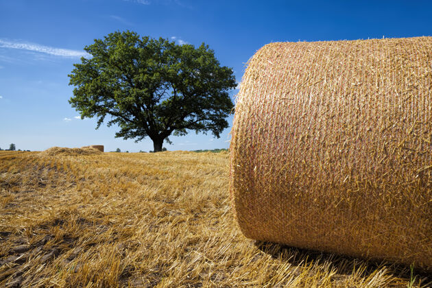 堆叠收获黑麦后用干草堆的农田农田小麦杂交