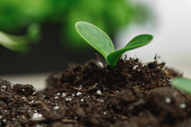 茂盛小芽植物在土壤中生长近距离 宏小发芽土壤