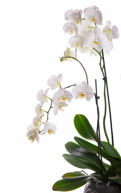 温泉白色背景上开着美丽的热带兰花的树枝芳香开花美丽