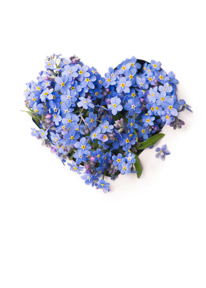 植物心形的小花 孤立在白色上蓝色植物形状