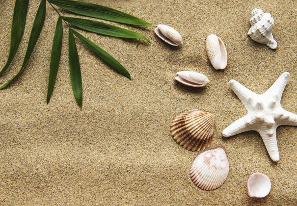 贝壳米色沙滩上的贝壳贝壳沙滩沙滩