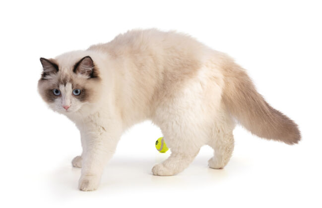 棕色六个月大的小碎布娃娃猫 一个白色的球猫年轻孤独