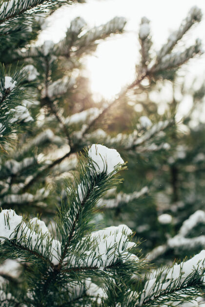 雪特写在雪地里的圣诞树树枝上针特写冬天