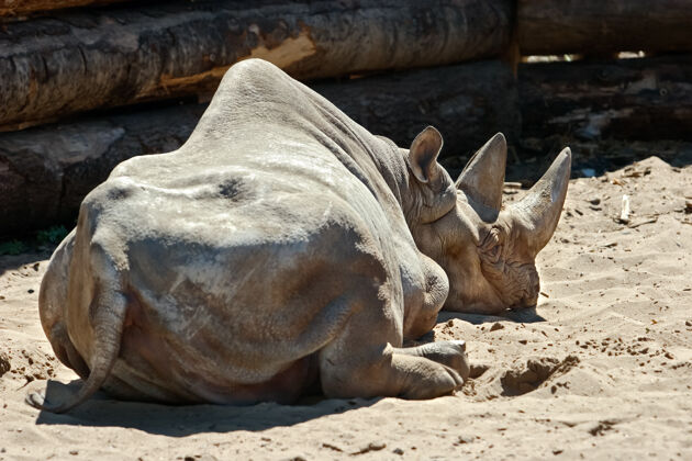 户外大角犀牛躺在沙滩上向后转驴野生大