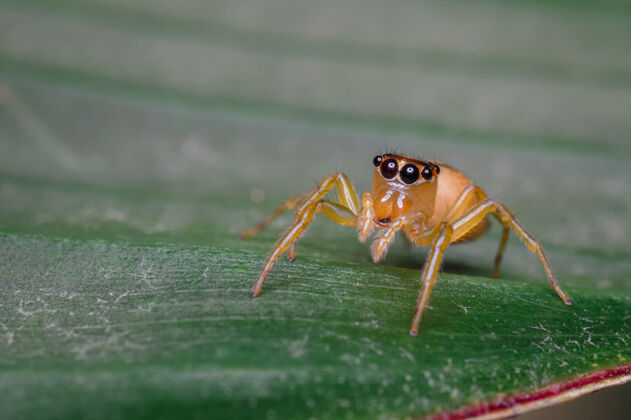 捕食者小蜘蛛在树叶间寻找食物肖像生活哥伦比亚