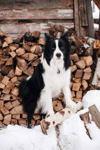 多毛黑白边境牧羊犬站在柴堆前的雪地上动物眼睛犬动物