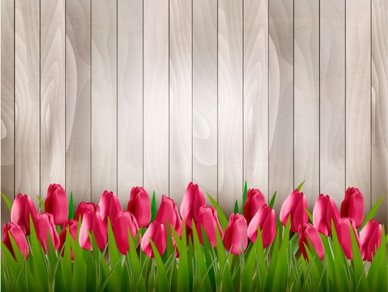夏天自然之春背景 木制标牌上有红色郁金香植物太阳洋甘菊