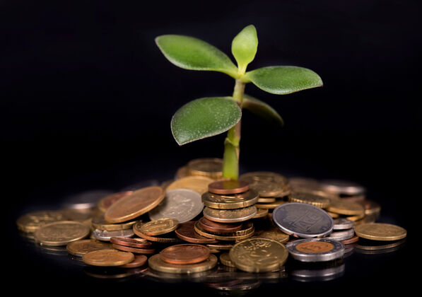 金小苗从一堆树上长出来货币.概念用于投资储蓄发展赚取