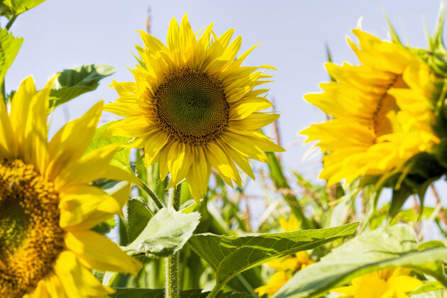 向日葵黄色向日葵上鲜艳的黄色花瓣一块种植向日葵用于食品工业的田地草地美丽农业