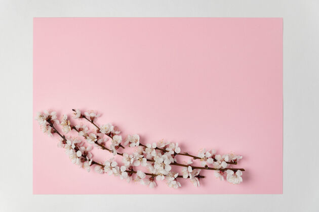 植物学白色的春花在粉红色的树枝上background.template.background背景.实体模型精致花瓣框架