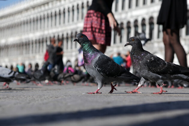 人行道一对美丽的鸽子沿着威尼斯的圣马可广场散步散步羽毛饲料