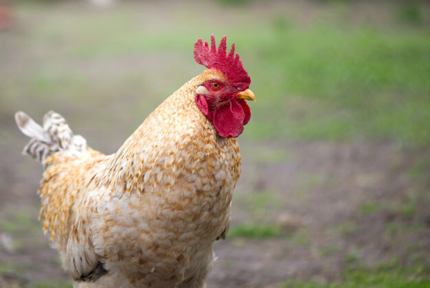 农业公鸡在阳光下散步美丽的公鸡在围栏里为小鸡在村里特写背景草牧场