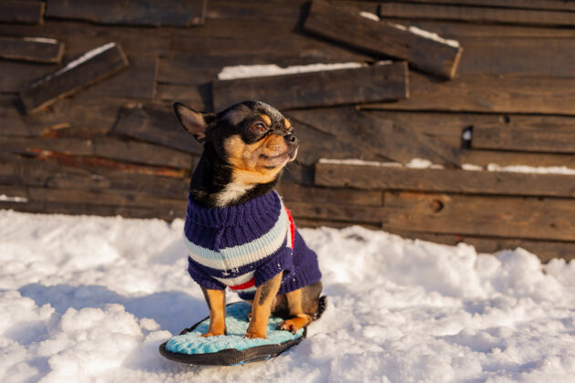 衣服奇瓦瓦在花园里散步雪吉娃娃穿着冬天的衣服在雪上快乐狗纯种