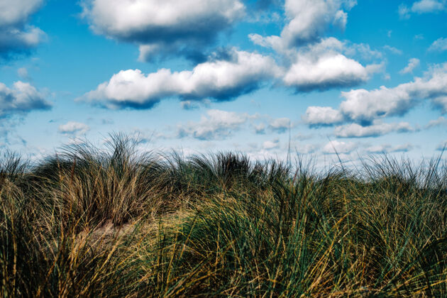 风景以沙冬青草为主题的海滩景观宁静沙丘自然
