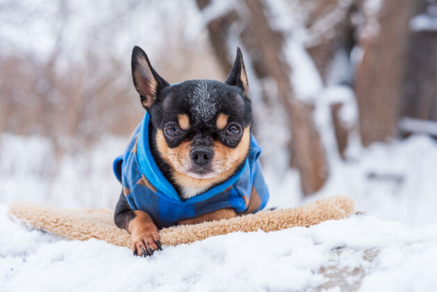 动物寒风中的小狗夹克冬天吉娃娃穿着冬天的衣服在雪上服装季节户外