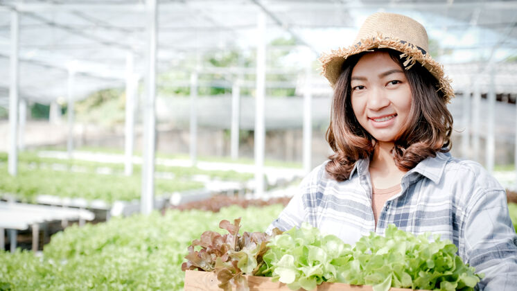 工作农妇从水培农场收获蔬菜有机沙拉和莴苣篮子新鲜培养