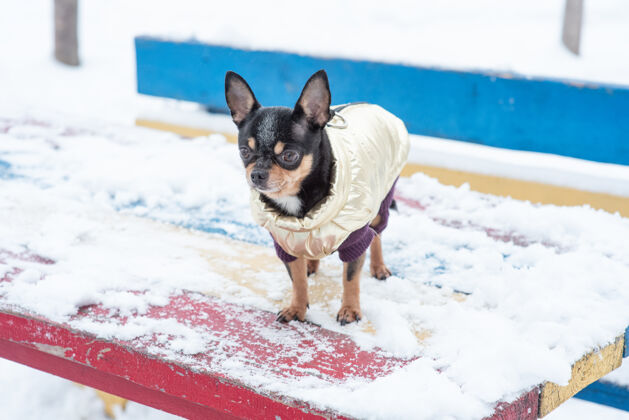 漂亮寒风中的小狗夹克冬天吉娃娃穿着冬天的衣服在雪上可爱小美丽