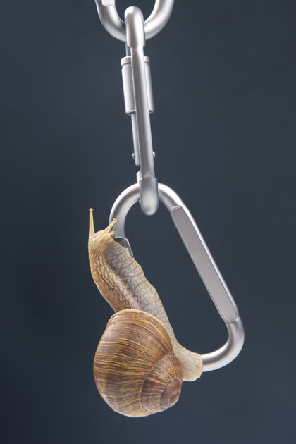 天线蜗牛用金属锁环互相咬住对方软体动物还有无脊椎动物生物闪亮无脊椎动物