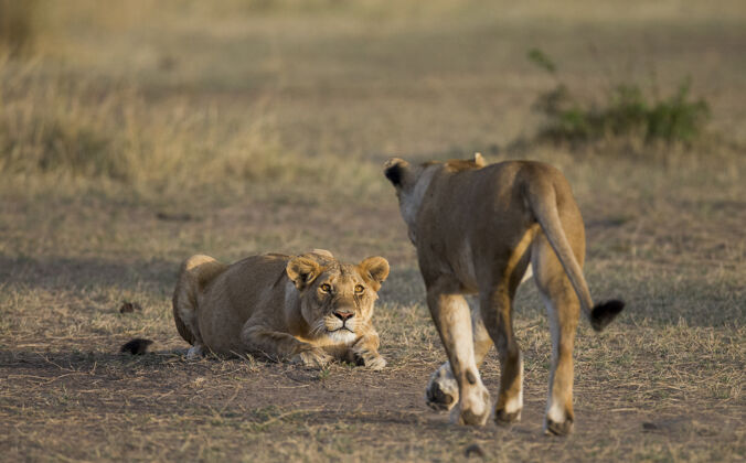 大自然两只母狮在花园里萨凡纳国家肯尼亚坦桑尼亚公园马赛先生塞伦盖蒂.!大自然 动物 狮子 野生动物 动物群 捕食者
