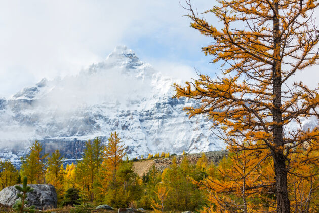 徒步旅行山上美丽的金色落叶松 加拿大.秋季季节自然小径纯净的自然