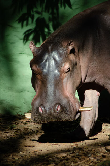动物园在巴西的一个动物园里用自然光拍摄美丽的动物动物保护区哺乳动物动物