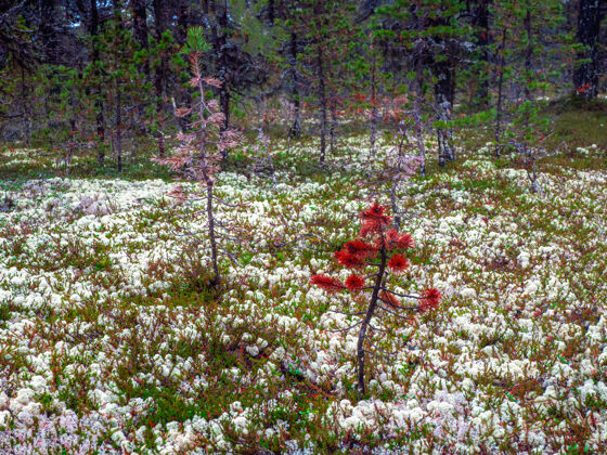 年轻北方森林里的白苔藓树苗北极郁郁葱葱