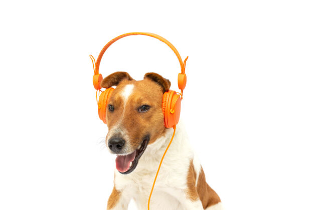 音乐微笑的棕色和白色狐狸梗狗听音乐橙色耳机在白色背景设置Mp3放松