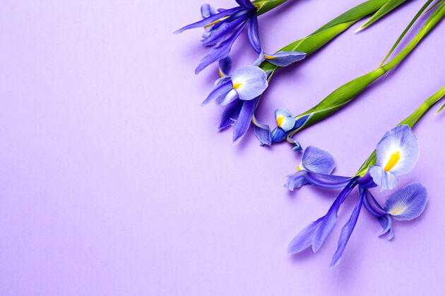 植物一束蓝色百合花日耳曼语虹膜扁平躺下问候庆祝优雅