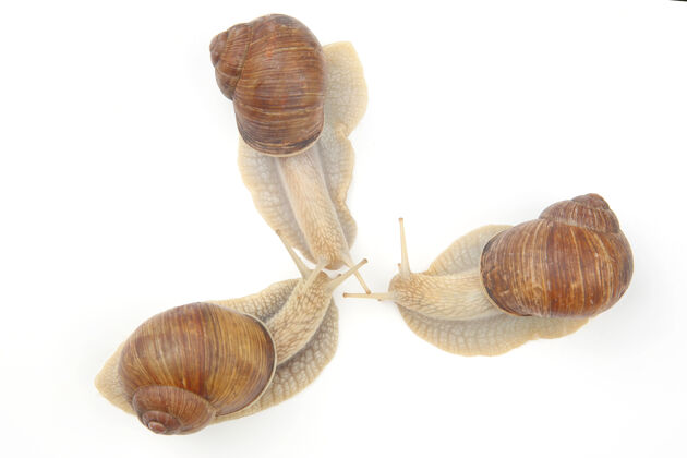 粘液白葡萄蜗牛表层软体动物以及无脊椎动物通讯社会中的个人贝壳软体动物慢