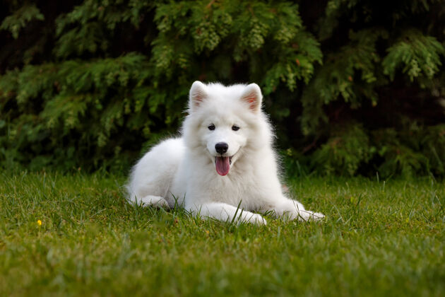 听白色小狗萨莫耶德哈斯基躺在院子里的绿色草坪上大身体哈士奇