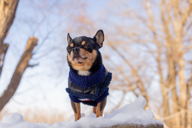 哺乳动物奇瓦瓦在花园里散步雪吉娃娃穿着冬天的衣服在雪上有趣夹克宠物