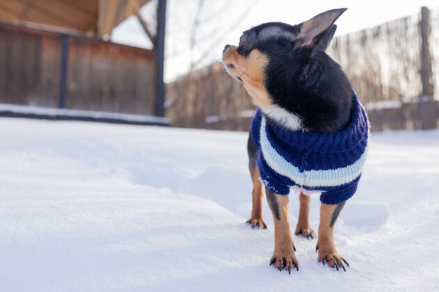 可爱奇瓦瓦在花园里散步雪吉娃娃穿着冬天的衣服在雪上狗有趣寒冷