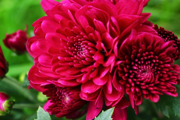 花园菊花红色美丽的花朵特写季节植物生长