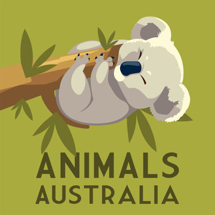 野生动物树熊挂枝桉树澳大利亚野生动物插图分支耳朵休闲
