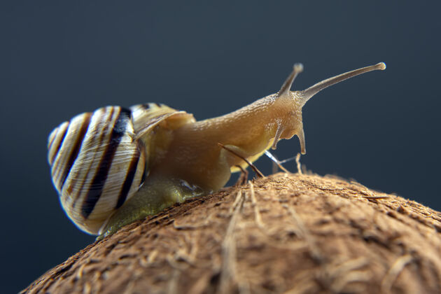 房子葡萄蜗牛放在椰子上一片漆黑软体动物和无脊椎动物动物天线爬行