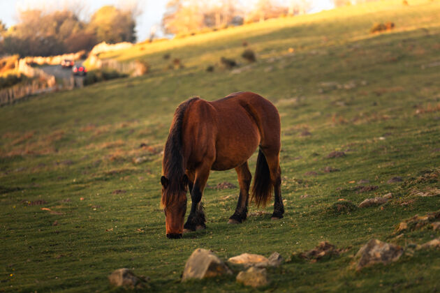 马野马在巴斯克国家的杰兹基贝尔山吃草马西班牙颜色