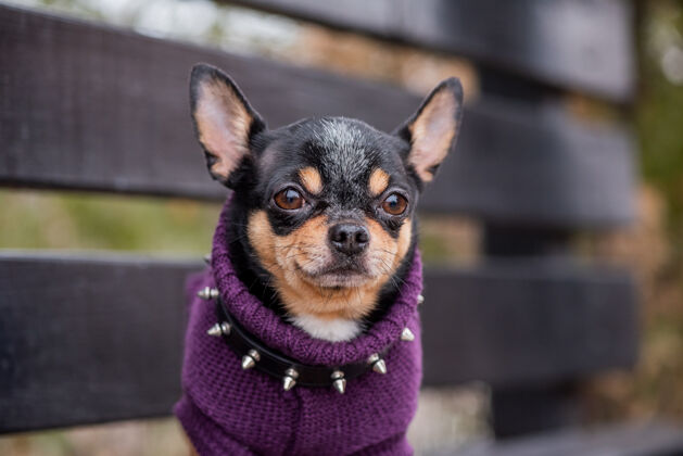 美丽宠物狗吉娃娃在街上散步吉娃娃街一只狗遛狗秋天在公园散步小品种户外