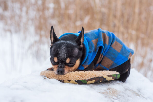 美丽寒风中的小狗夹克冬天吉娃娃穿着冬天的衣服在雪上衣服雪可爱