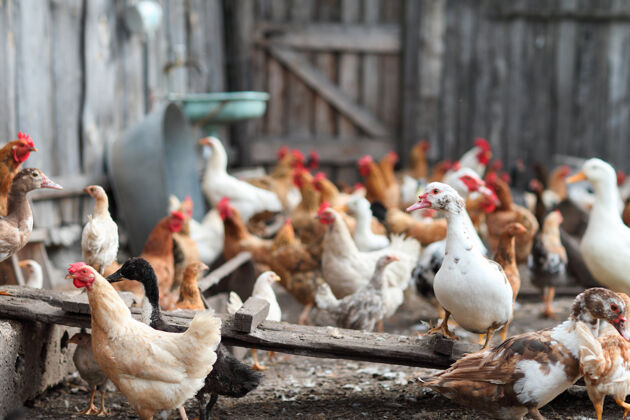 鸡农场里有鸡和鹅家庭小鸡家养