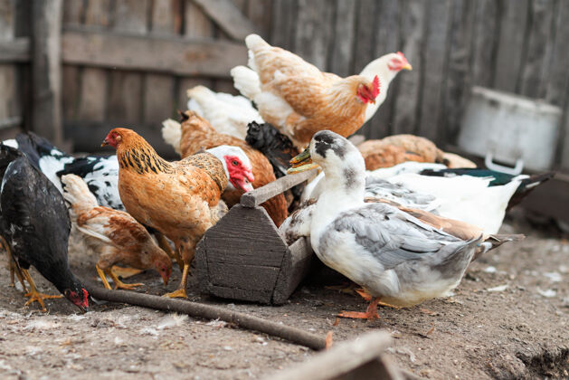小鸡在农场吃鹅和鸡家禽家养国家