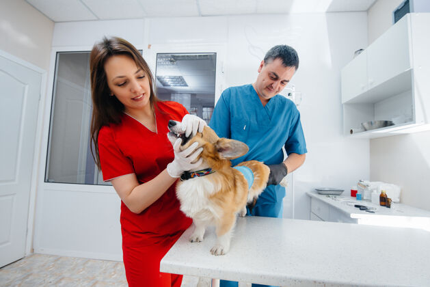 听诊器在现代兽医诊所里 一只纯种的科基犬正在接受检查兽医诊所医生实验室职业